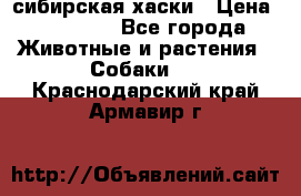 l: сибирская хаски › Цена ­ 10 000 - Все города Животные и растения » Собаки   . Краснодарский край,Армавир г.